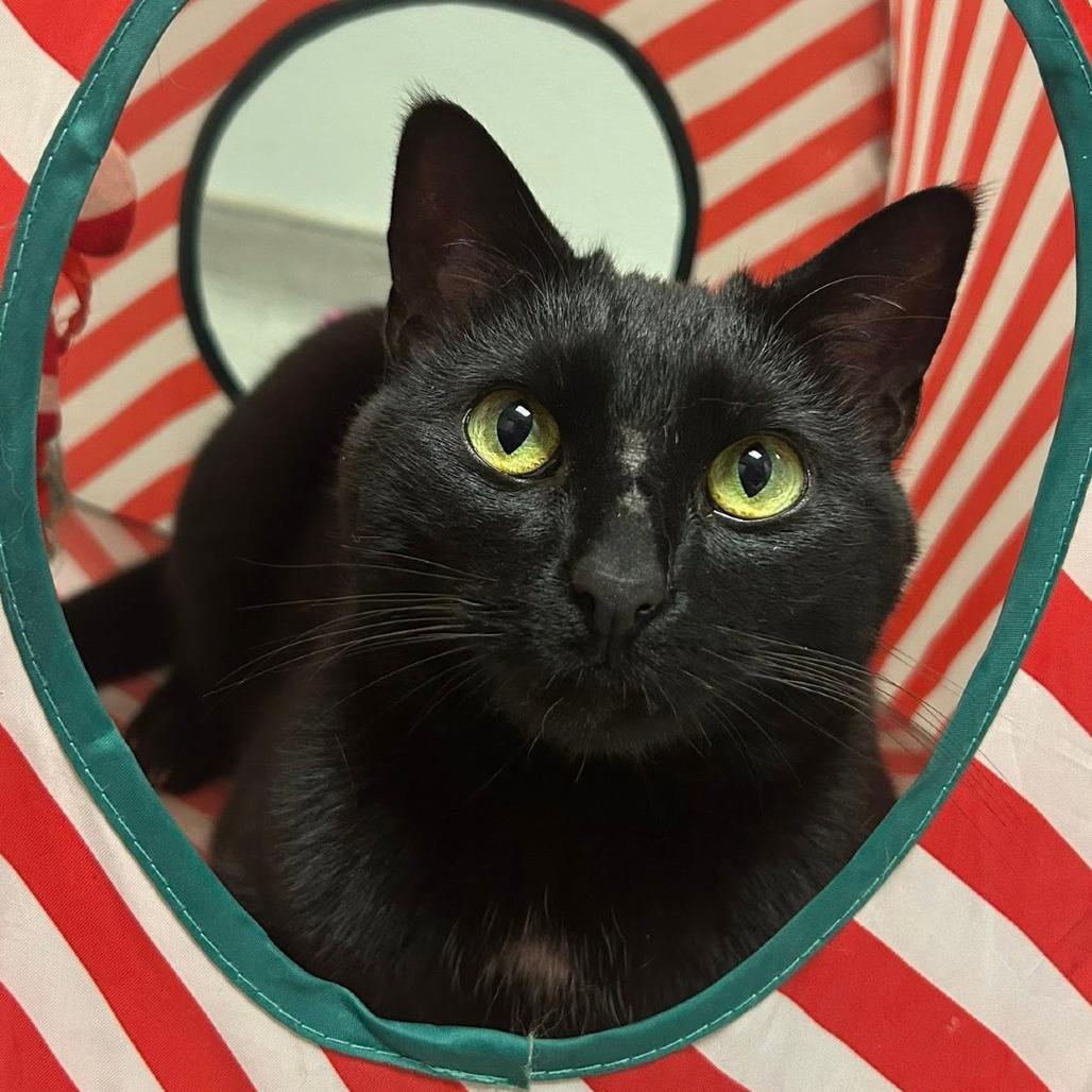 Enlarge Freyja available through our Foster to Adopt Program, a Adoptable Domestic Short Hair in Columbia Station, OH image 3/6