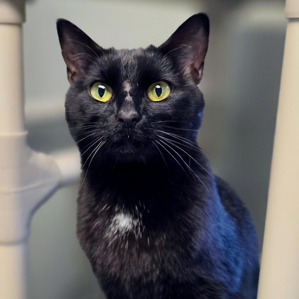 Freyja available through our Foster to Adopt Program, a Adoptable Domestic Short Hair in Columbia Station, OH image 4/5