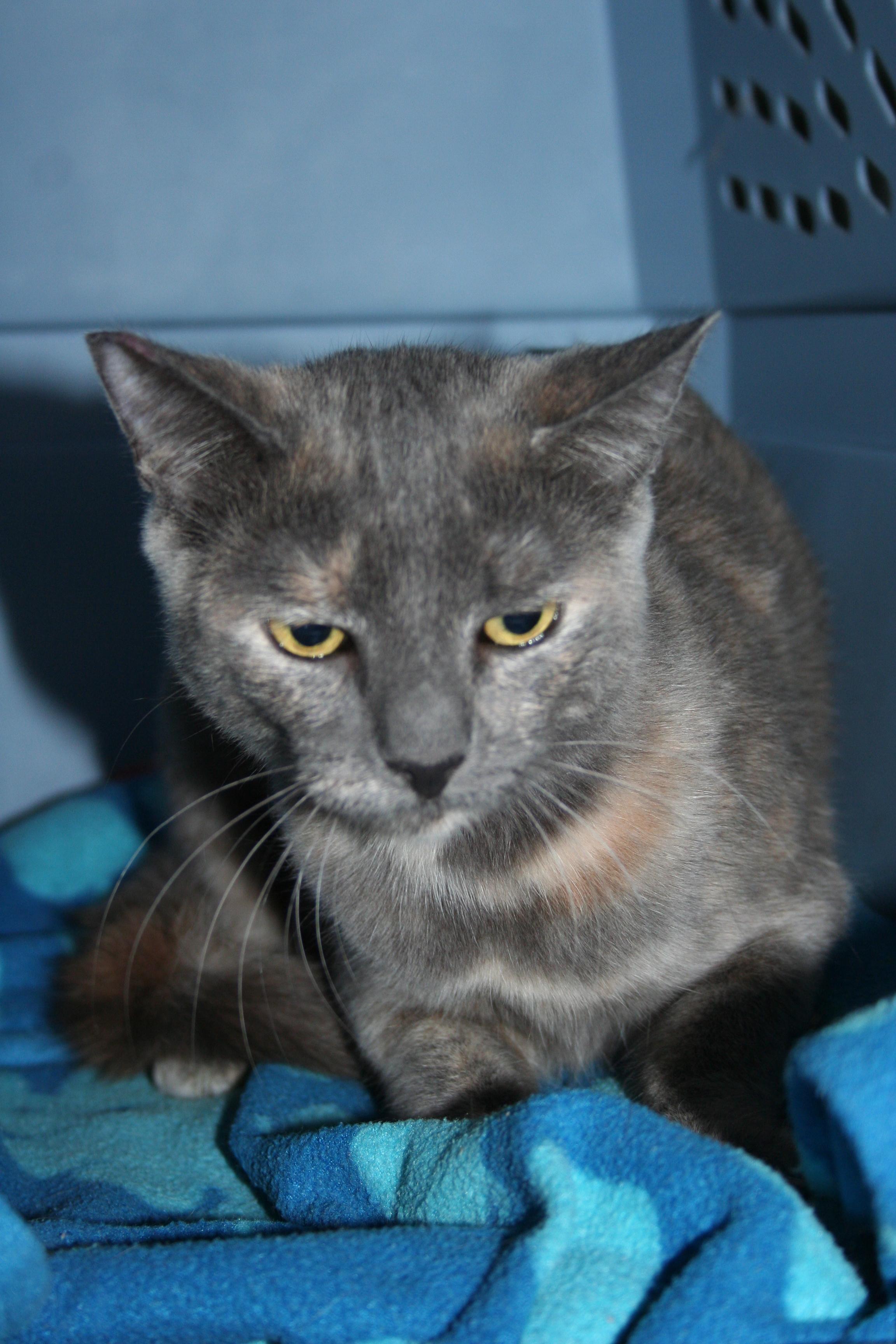 Barn Home Cats, a Adoptable Domestic Short Hair in Santa Rosa, CA image 1/2