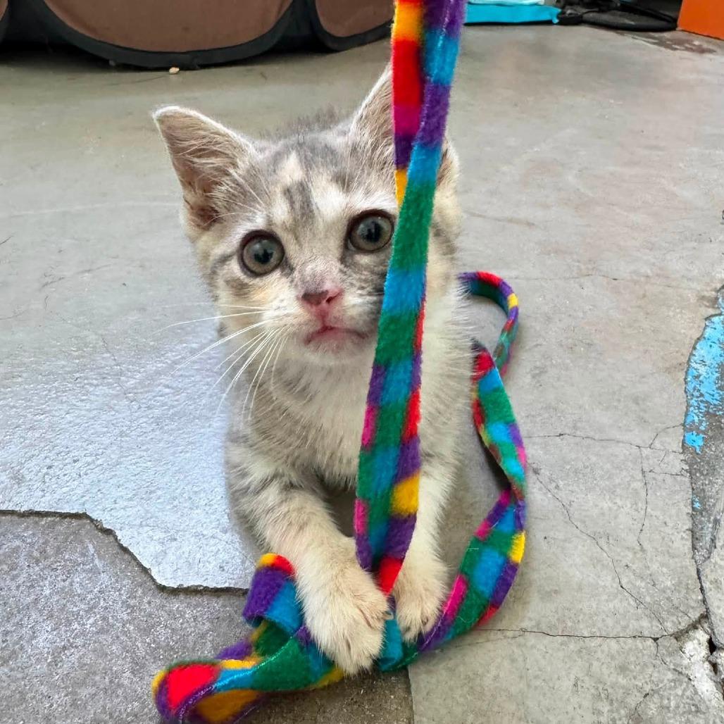 Rubber Duckie, Adoptable, Kitten Female Domestic Short Hair.
