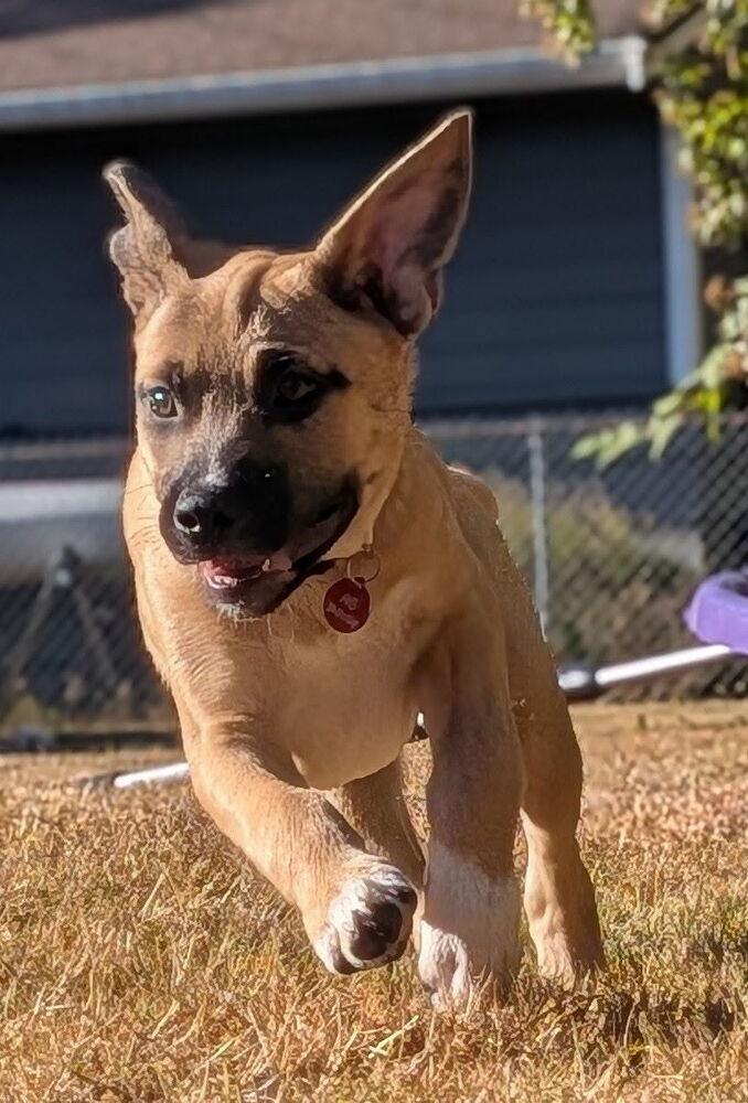 Carmen, Adoptable, Puppy Male Terrier.