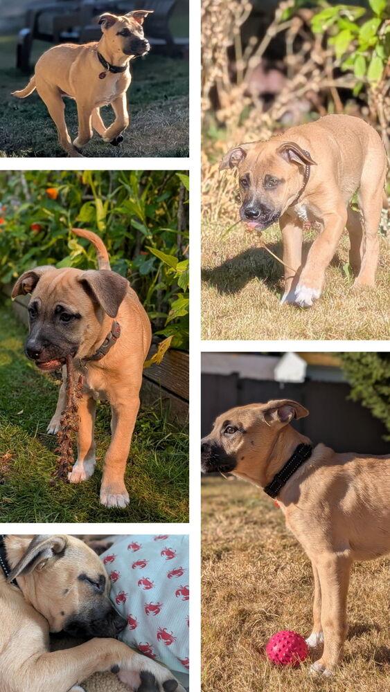 Enlarge Carmen, a Adoptable mixed breed in Bellingham, WA image 2/6