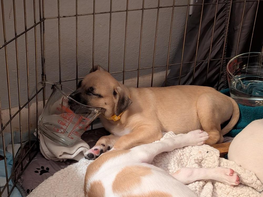 Enlarge Carmen, a Adoptable mixed breed in Bellingham, WA image 3/6