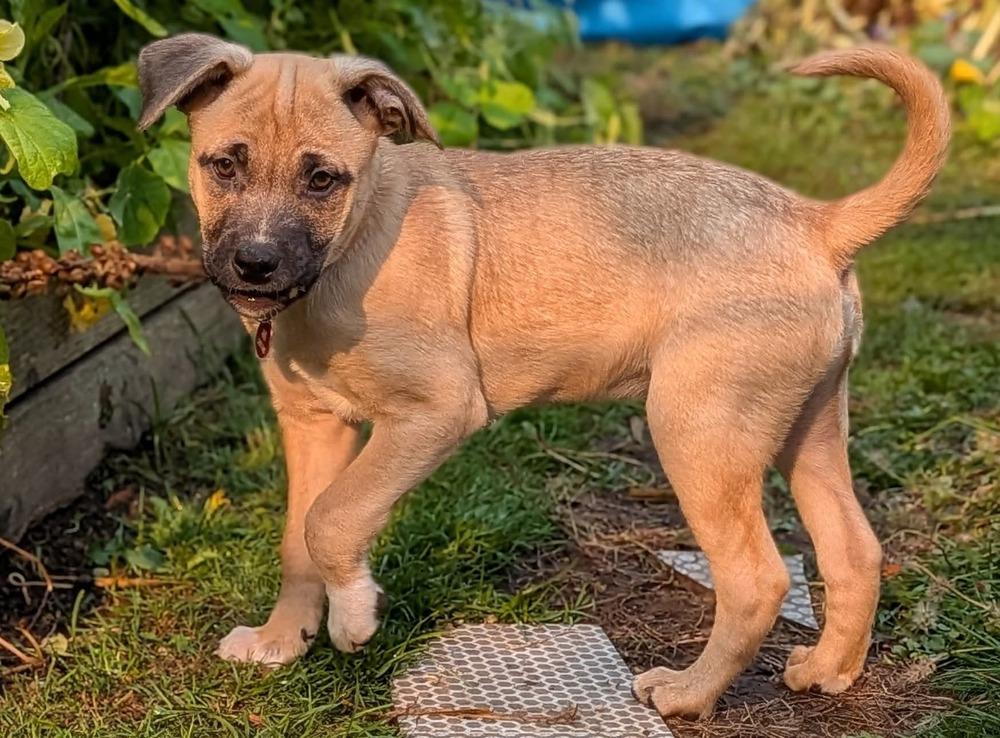 Enlarge Carmen, a Adoptable mixed breed in Bellingham, WA image 4/6
