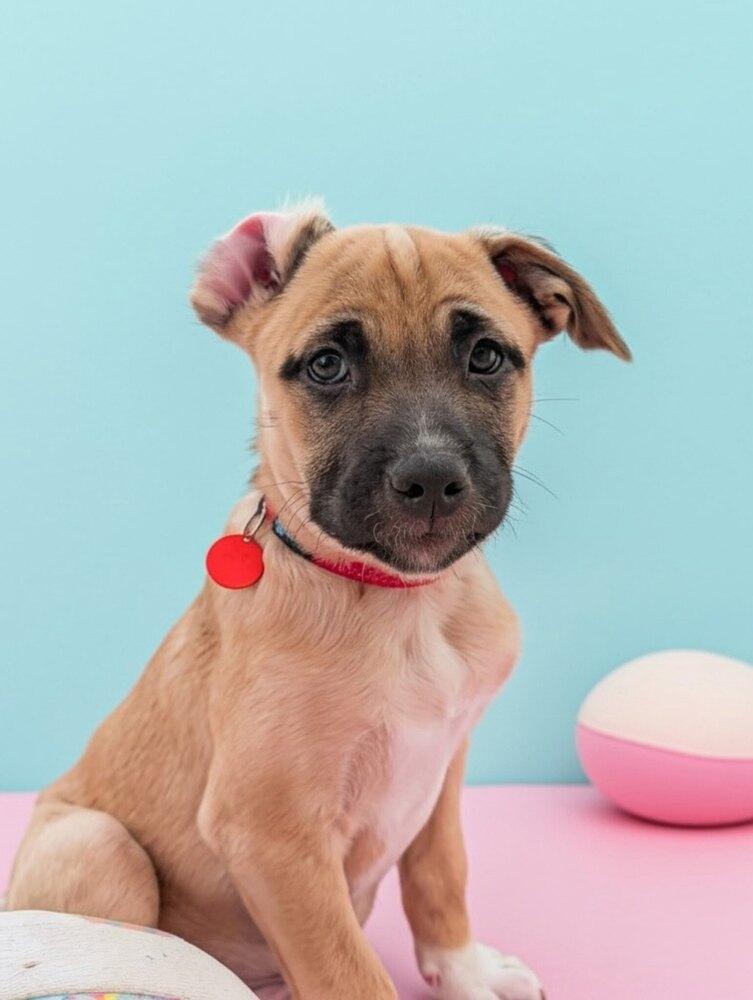Enlarge Carmen, a Adoptable mixed breed in Bellingham, WA image 5/6