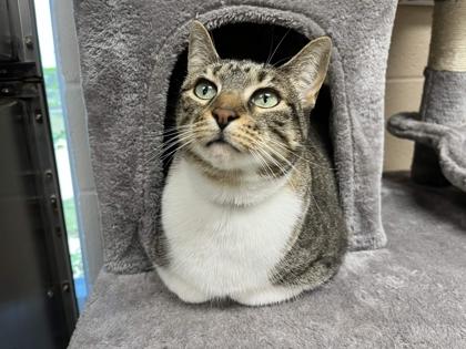 Olive, Adoptable, Adult Female Domestic Short Hair & Domestic Short Hair.