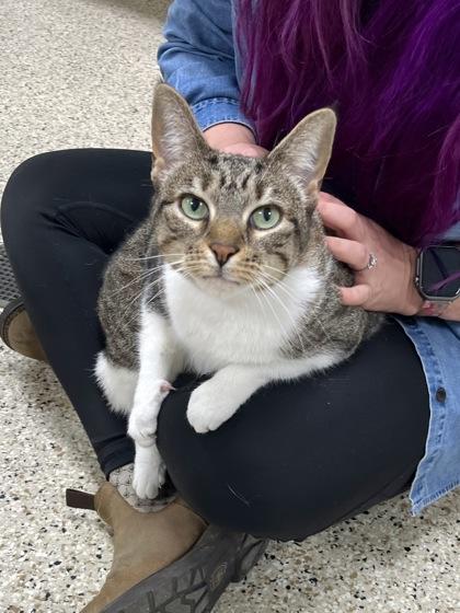 Enlarge Olive, a Adoptable mixed breed in Memphis, TN image 2/3