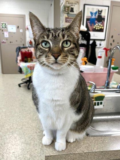 Enlarge Olive, a Adoptable mixed breed in Memphis, TN image 3/3