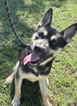 DA 15 Astro, Adoptable, Adult Male Labrador Retriever & Pit Bull Terrier.