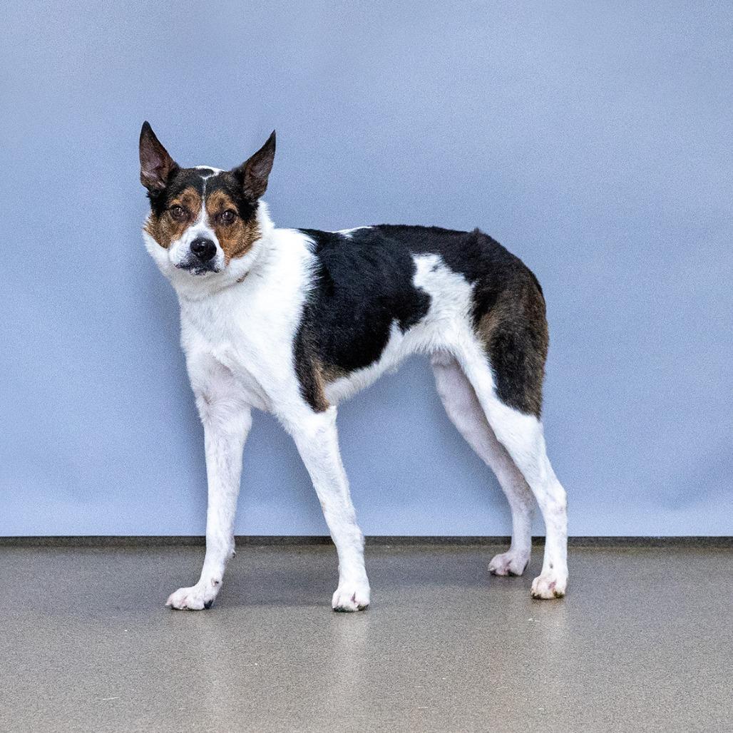 Enlarge Bear, a Adoptable Australian Cattle Dog / Blue Heeler in Council Bluffs, IA image 1/3