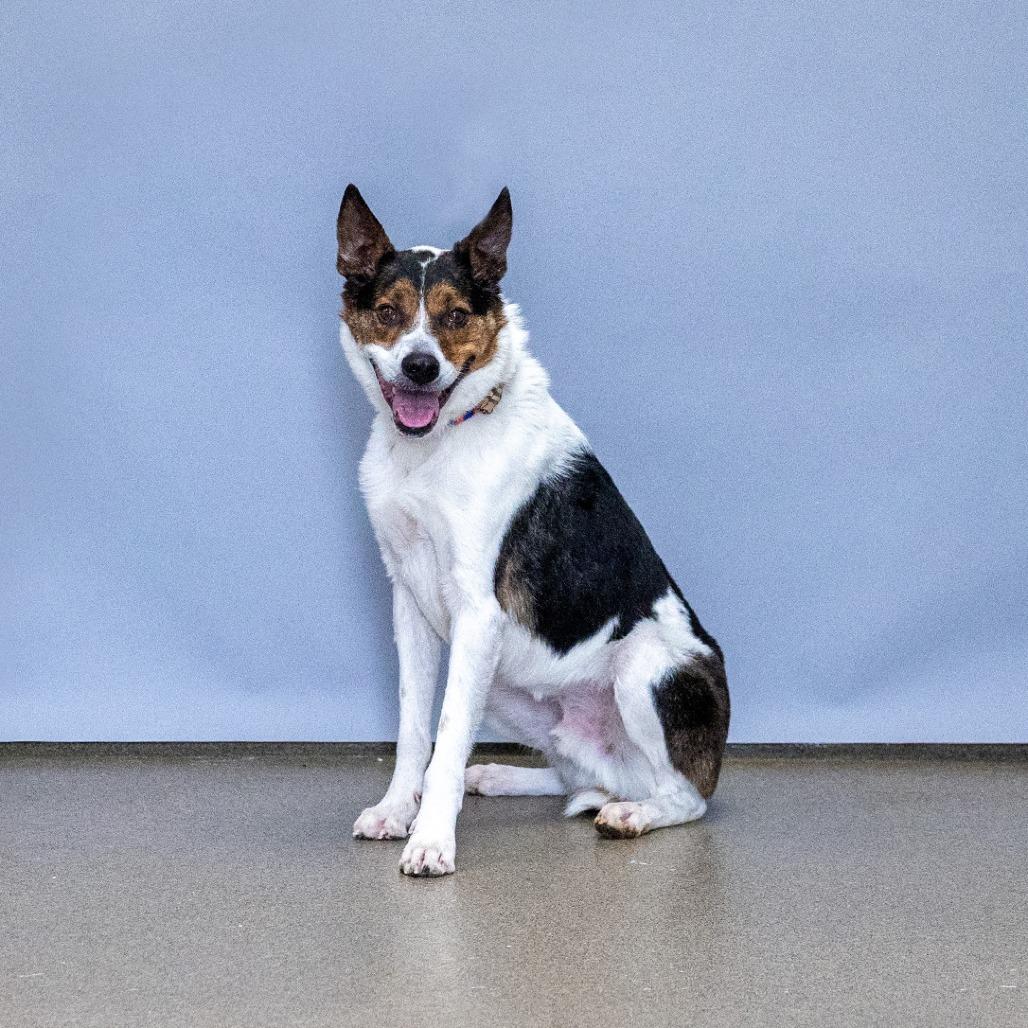 Enlarge Bear, a Adoptable Australian Cattle Dog / Blue Heeler in Council Bluffs, IA image 2/3
