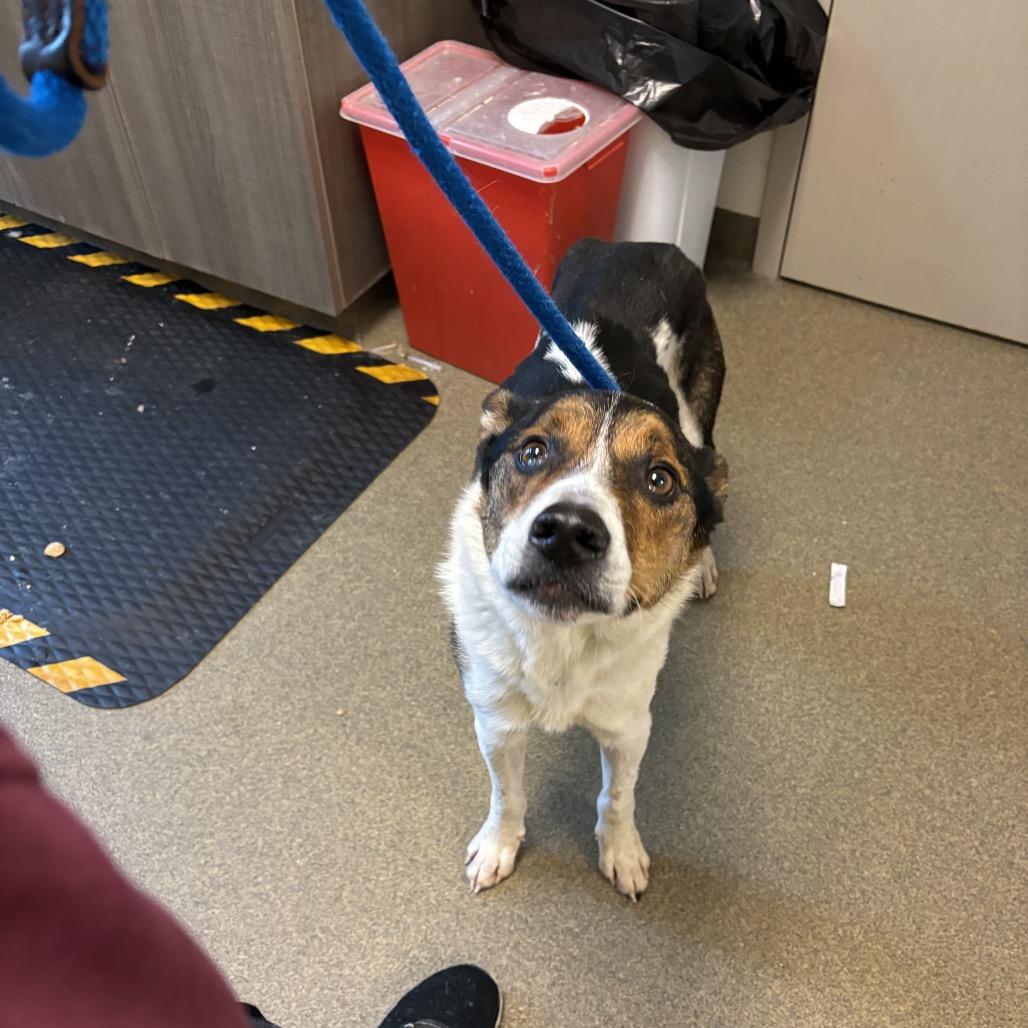 Enlarge Bear, a Adoptable Australian Cattle Dog / Blue Heeler in Council Bluffs, IA image 3/3