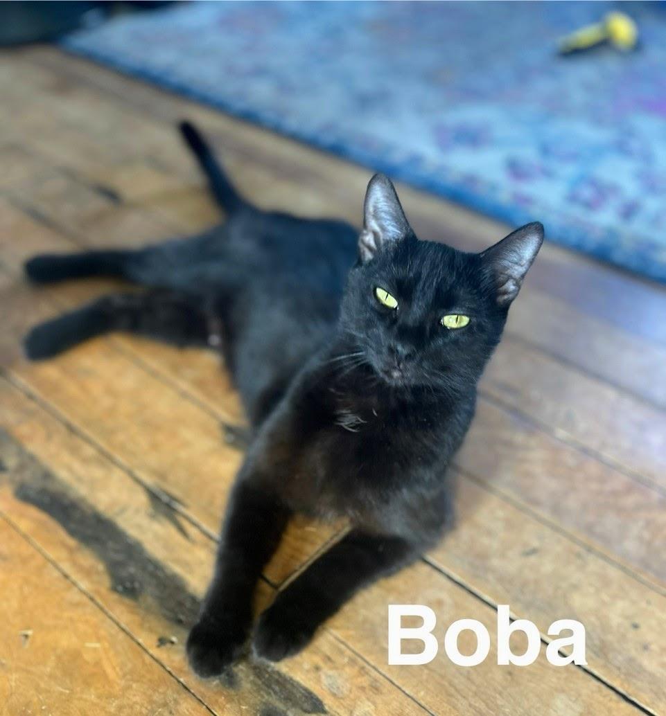 Enlarge Boba, a ADOPTABLE Bombay in Nucla, CO image 1/1