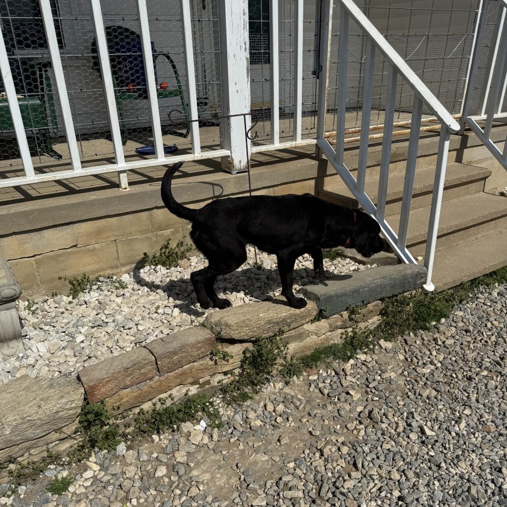 Bear — thumbnail 2