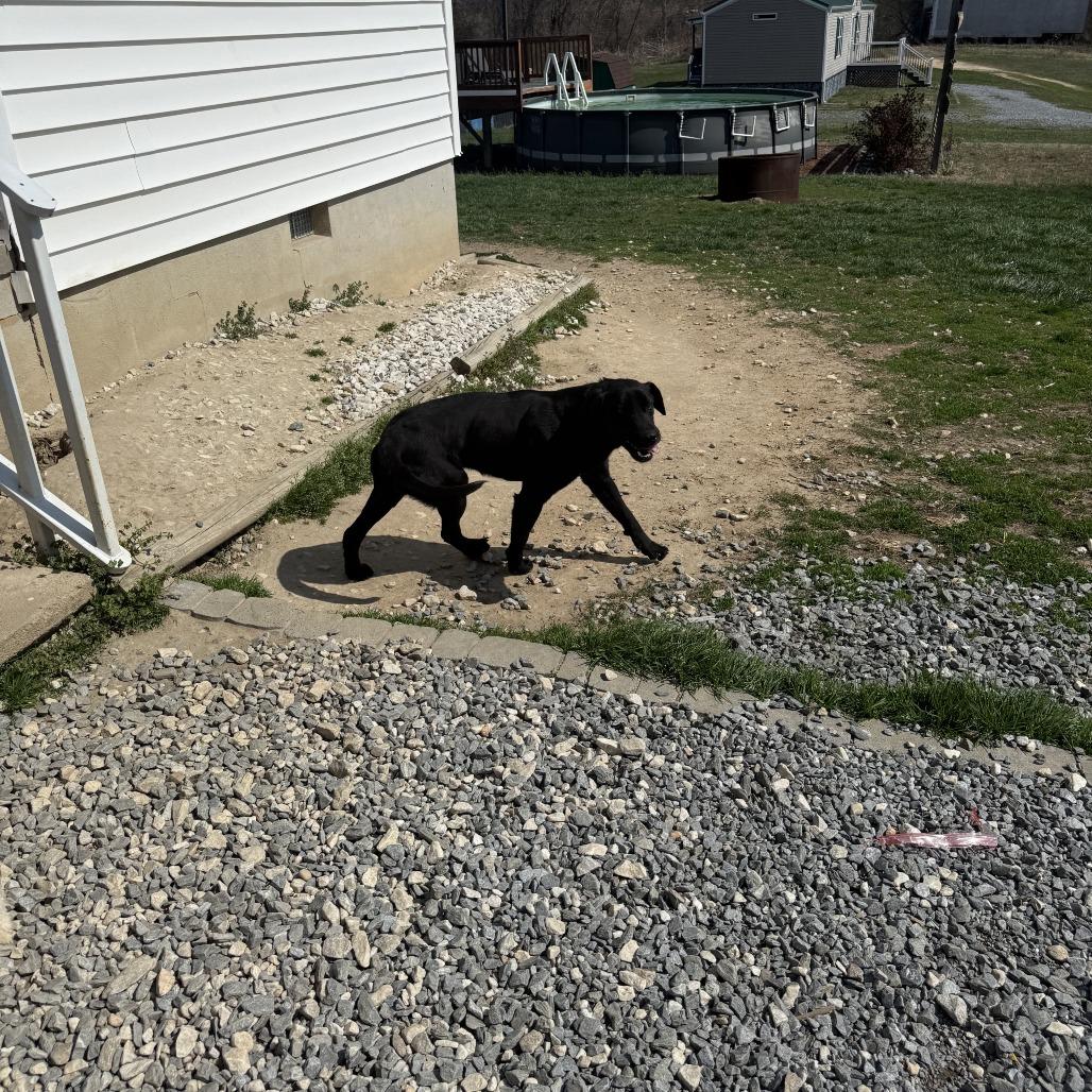 Bear — thumbnail 3