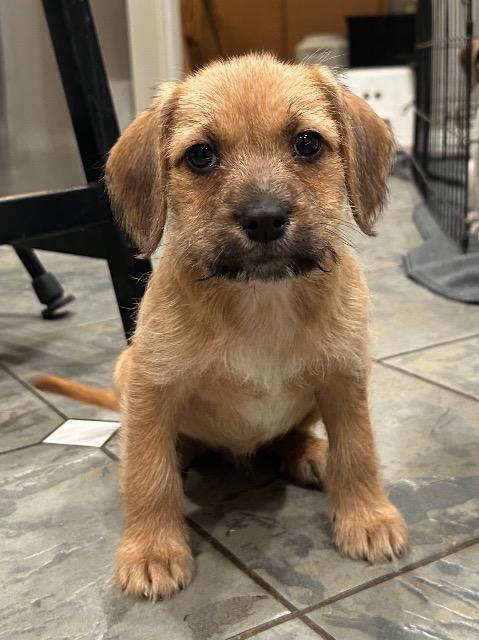 Harvard, Adoptable, Puppy Female Pit Bull Terrier & Poodle.