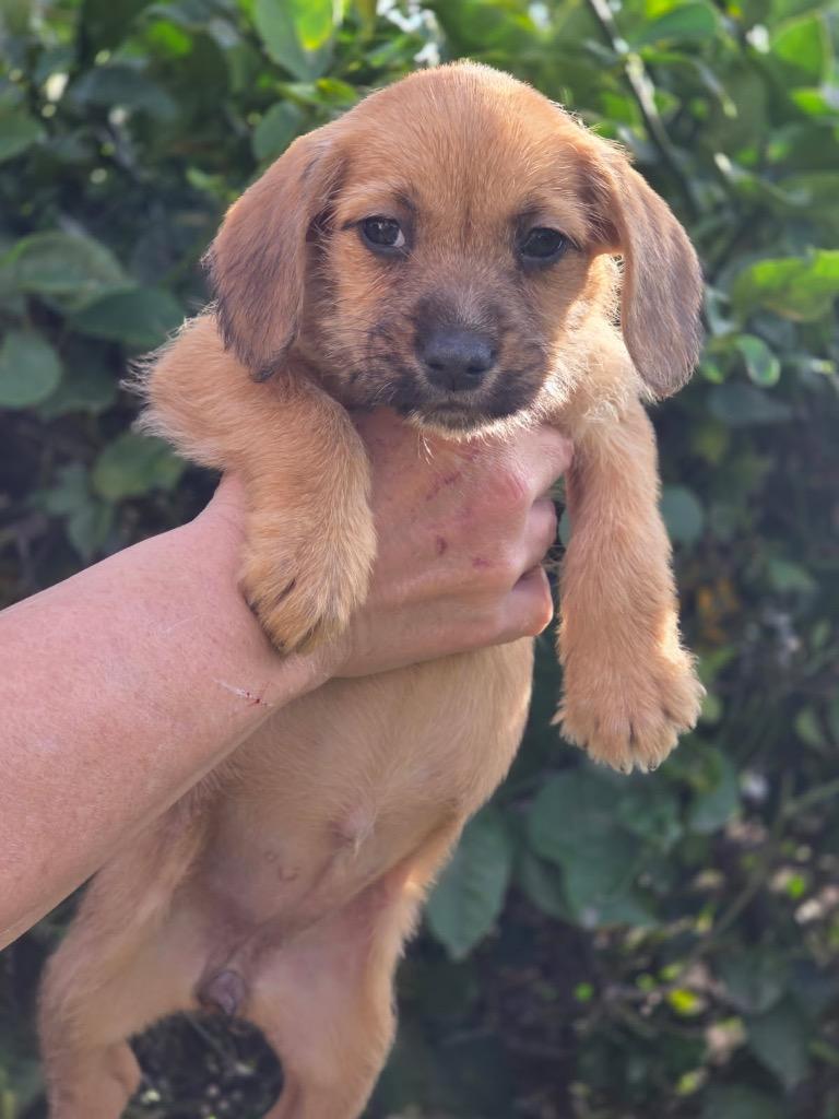 Enlarge Harvard, a Adoptable mixed breed in Reno, NV image 2/6