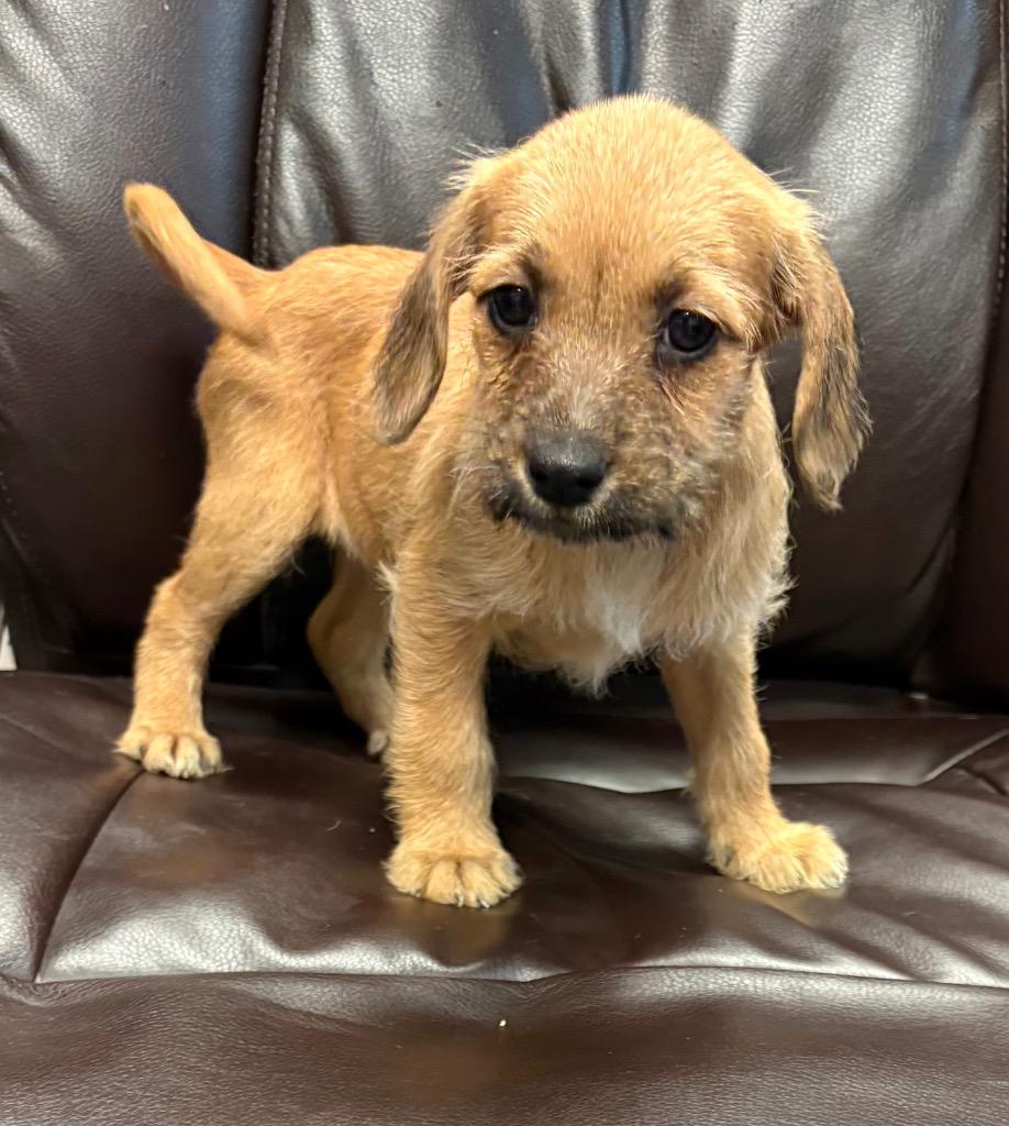 Enlarge Harvard, a Adoptable mixed breed in Reno, NV image 3/6