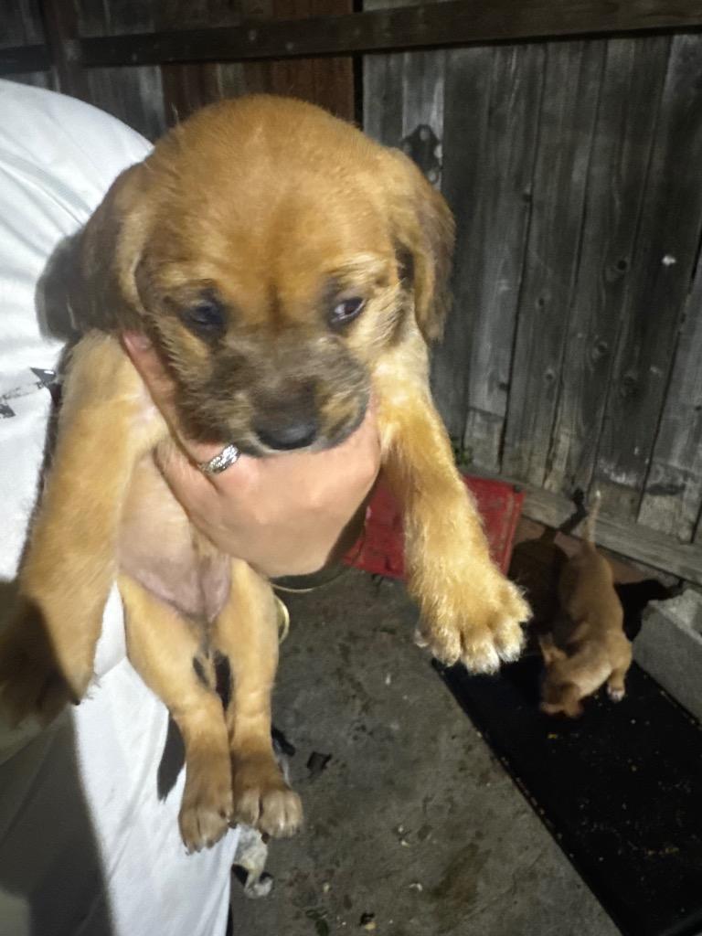 Enlarge Harvard, a Adoptable mixed breed in Reno, NV image 4/6