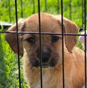 Enlarge Harvard, a Adoptable mixed breed in Reno, NV image 5/6