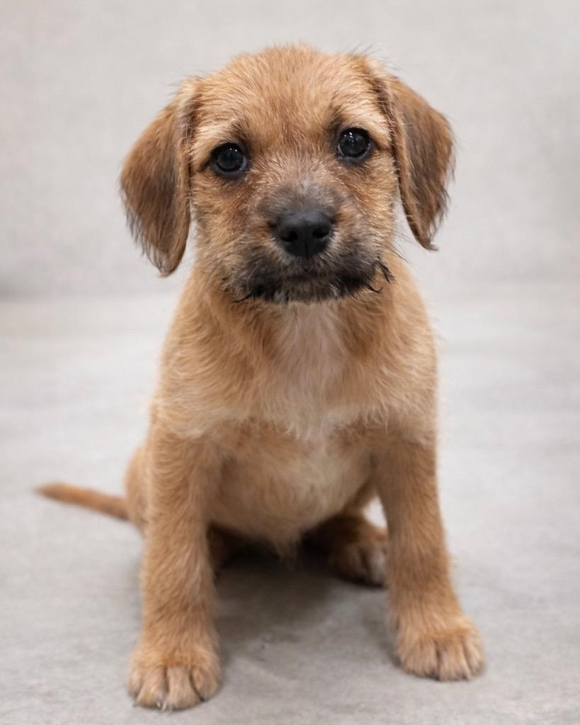 Enlarge Harvard, a Adoptable mixed breed in Reno, NV image 6/6