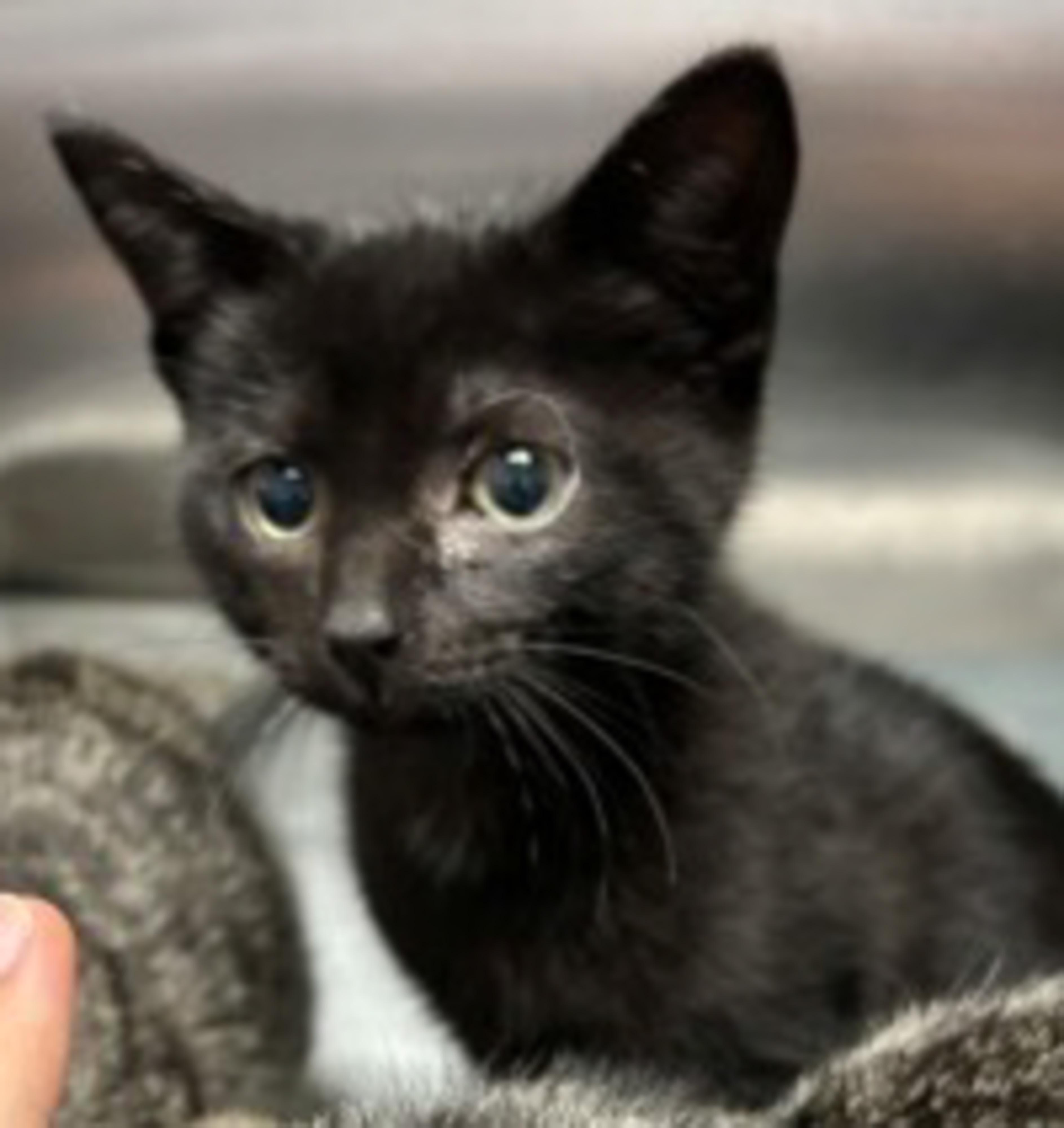 Ivan, Adoptable, Kitten Male Domestic Short Hair & Domestic Short Hair.