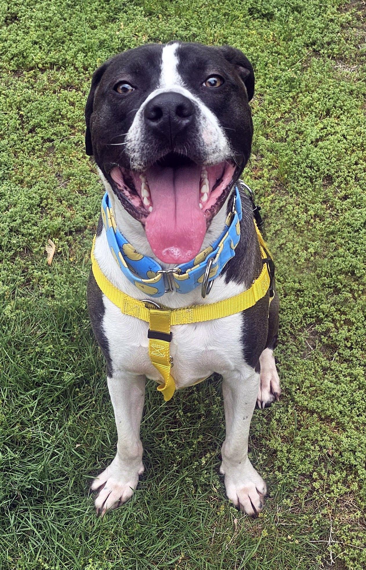 Steven Tyler, Adoptable, Young Male Pit Bull Terrier.