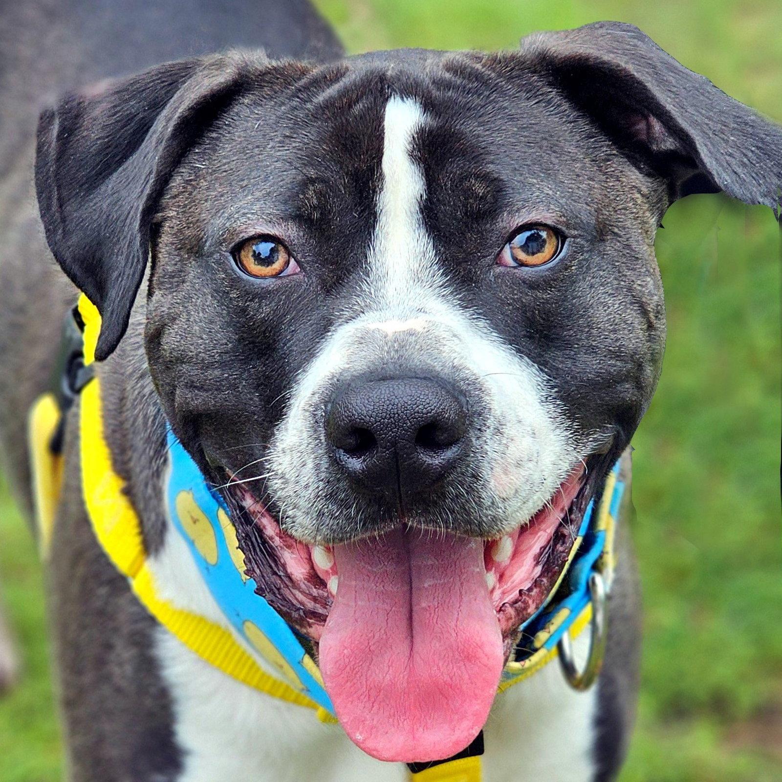 Steven Tyler, a Adoptable Pit Bull Terrier in Framingham, MA image 2/3