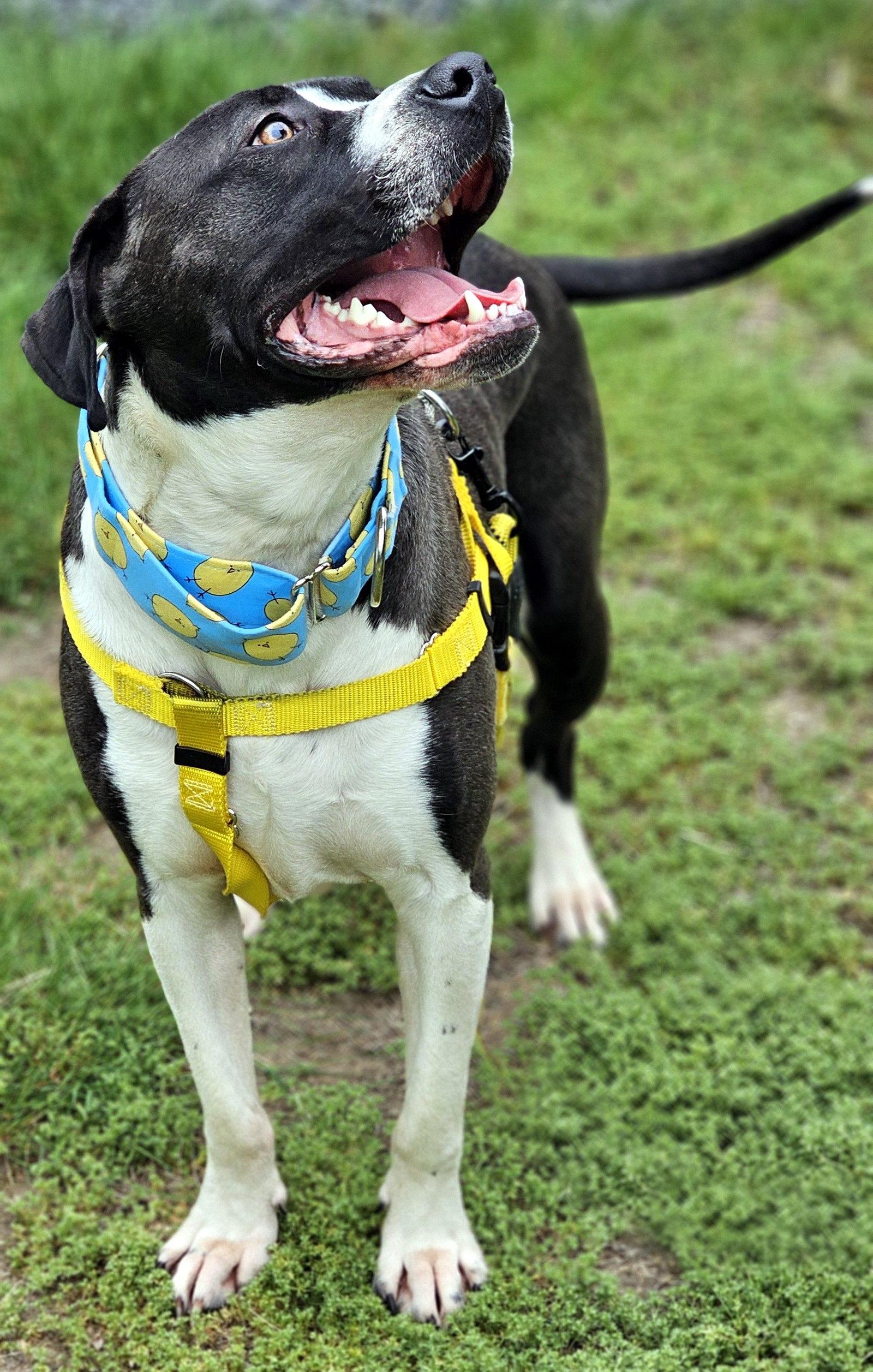 Steven Tyler, a Adoptable Pit Bull Terrier in Framingham, MA image 3/3