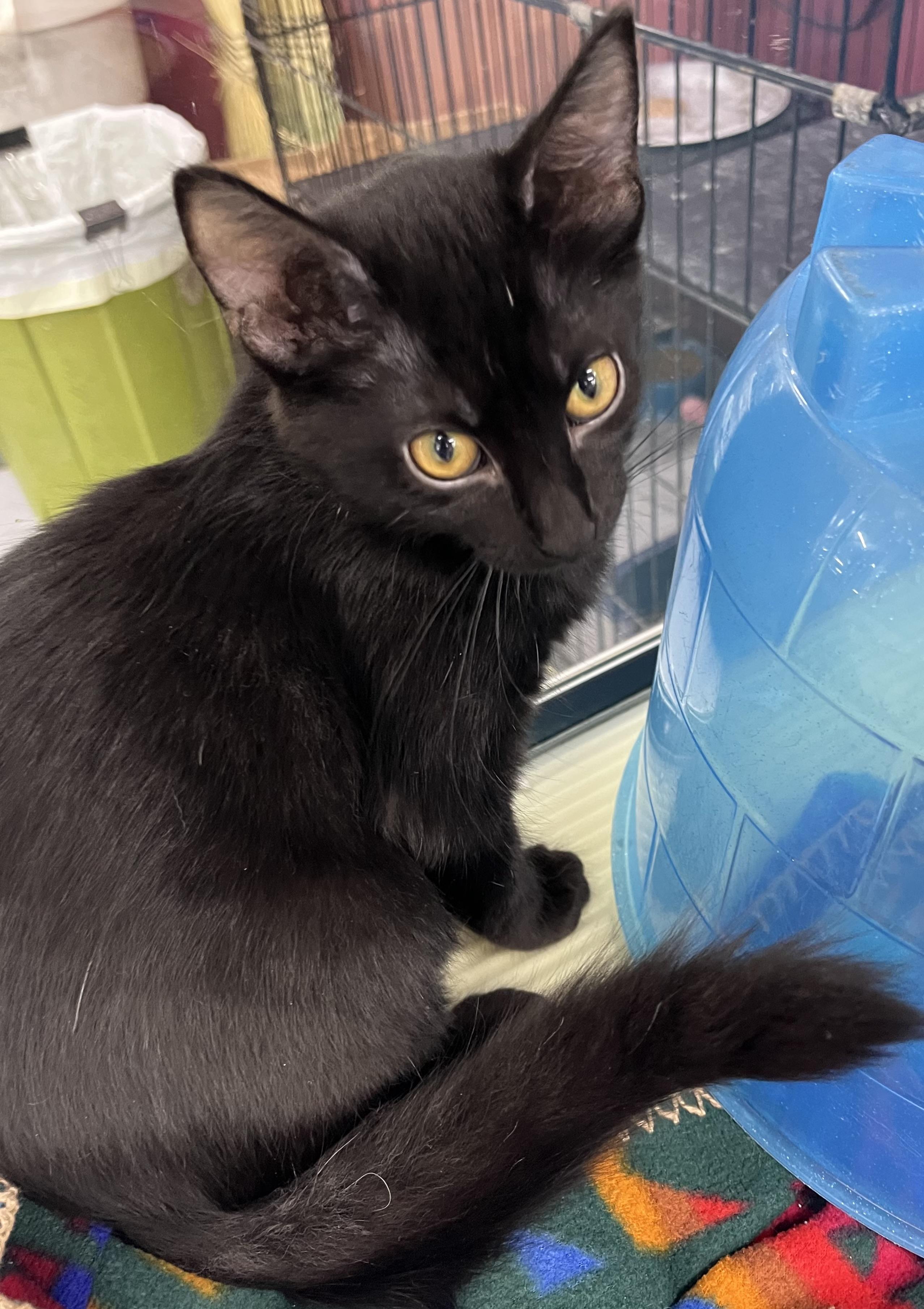 Fluffy Capri -Female, Adoptable, Kitten Female Domestic Medium Hair.