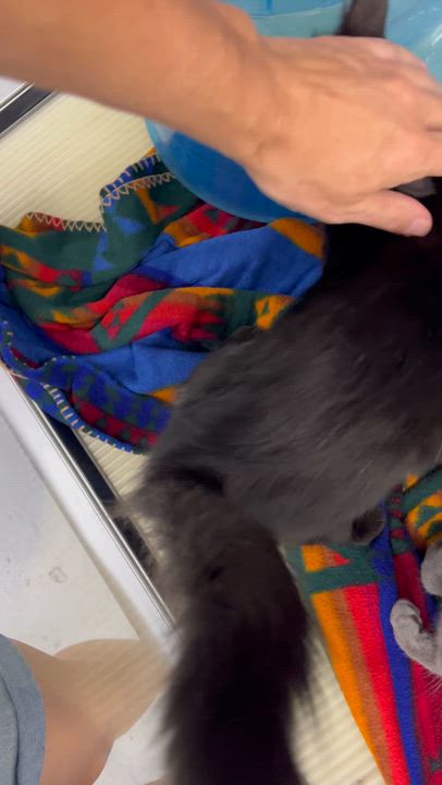 Enlarge Fluffy Capri -Female, a Adoptable Domestic Medium Hair in Moline, IL video 2/2