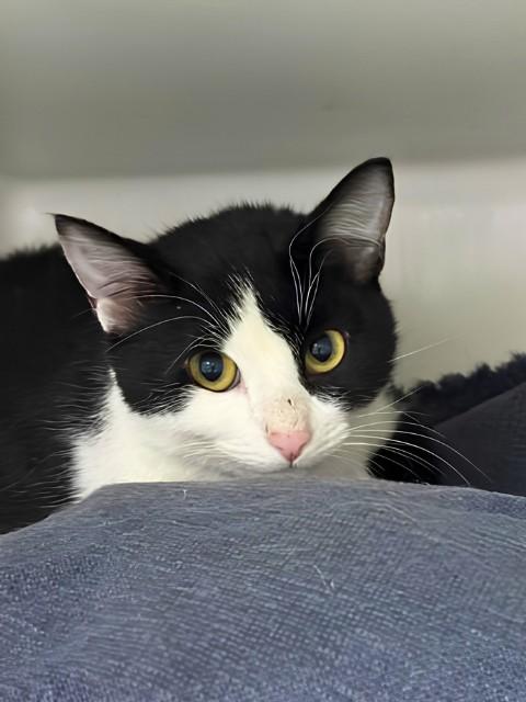 Enlarge PEPPY, a Adoptable Domestic Short Hair in Boston, MA image 1/1