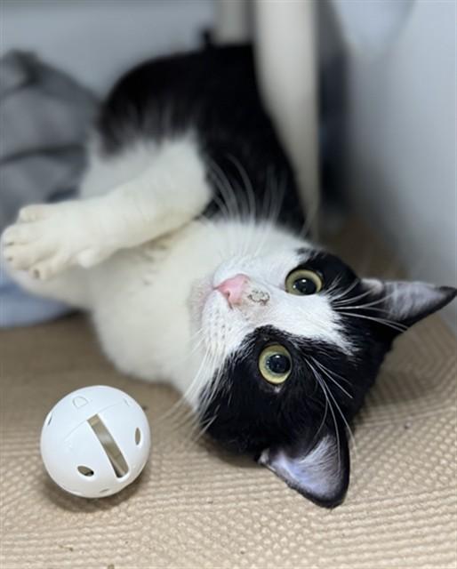 PEPPY, Adoptable, Young Male Domestic Short Hair.