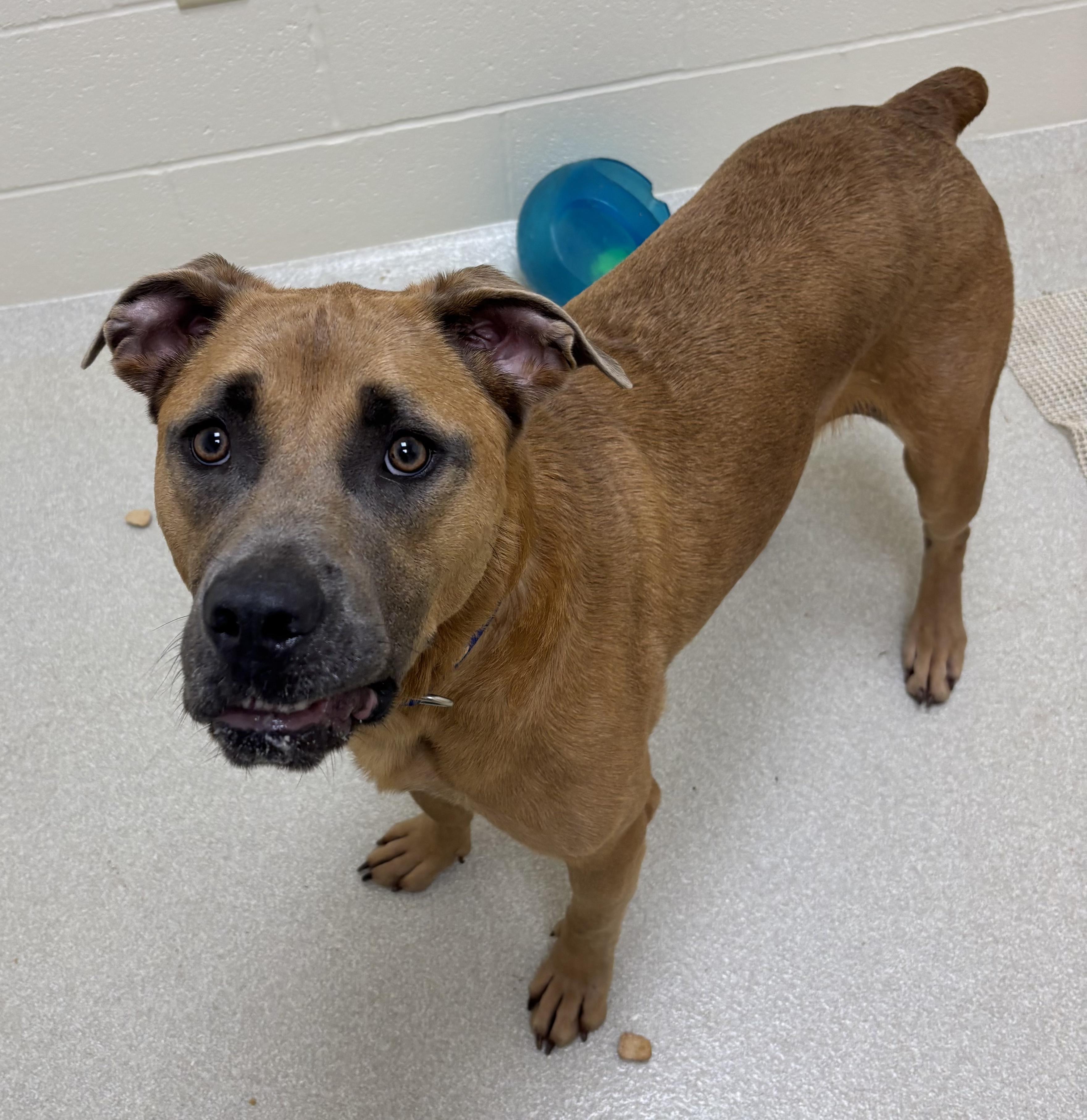 Yogi, Adoptable, Adult Male Cane Corso.