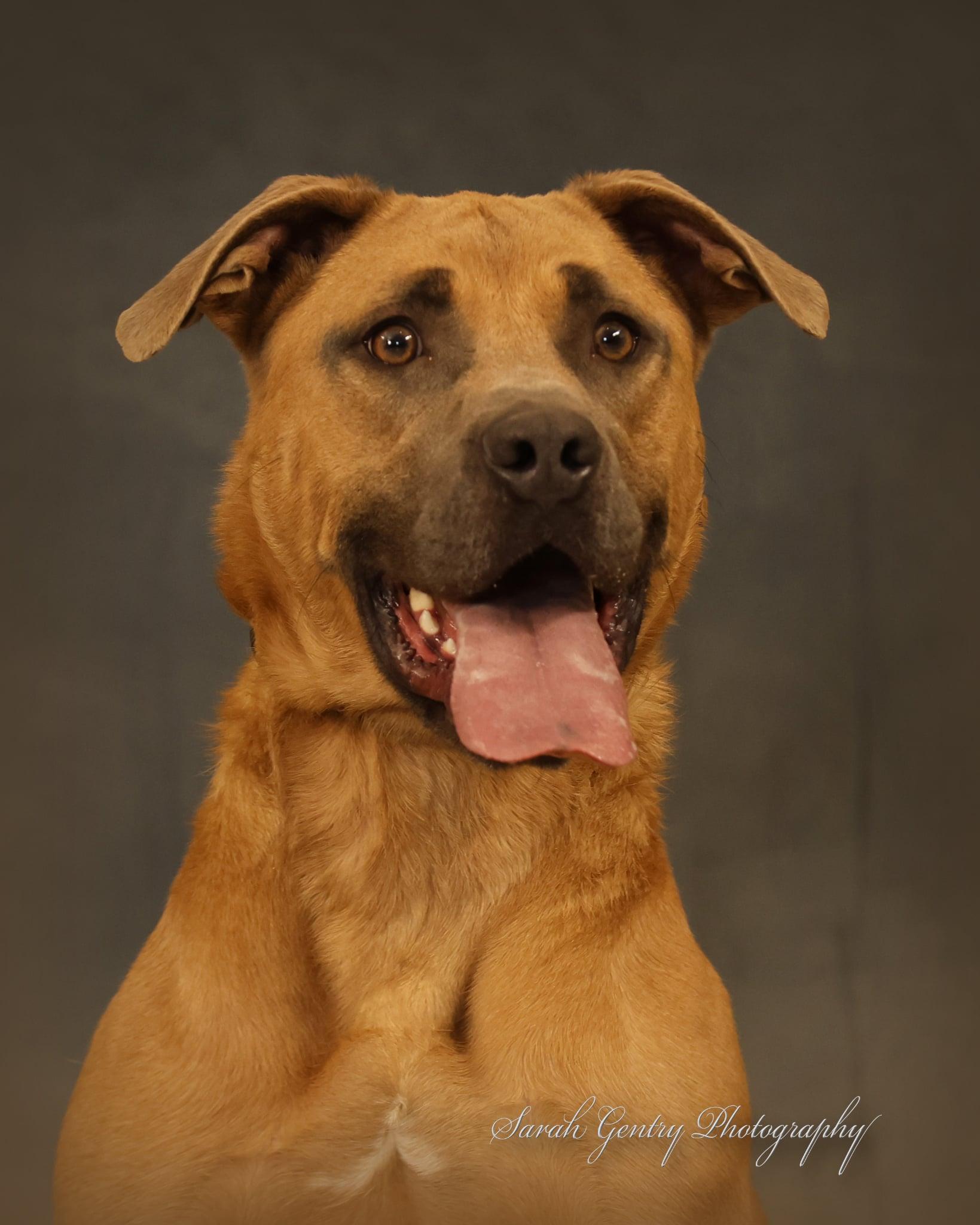 Yogi, Adoptable, Adult Male Cane Corso.