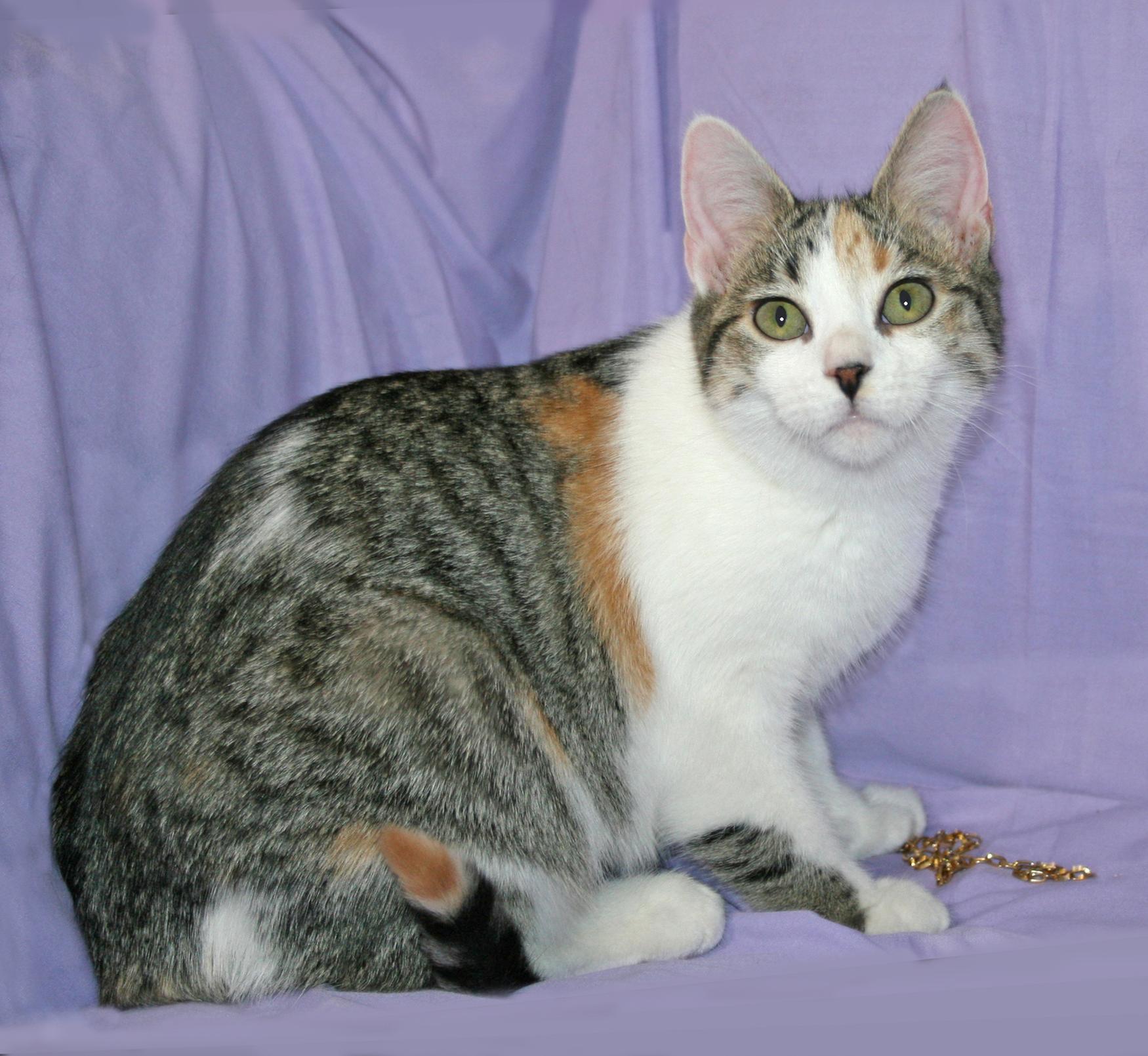 Enlarge Soleil, a Adoptable mixed breed in Victoria, MN image 2/4