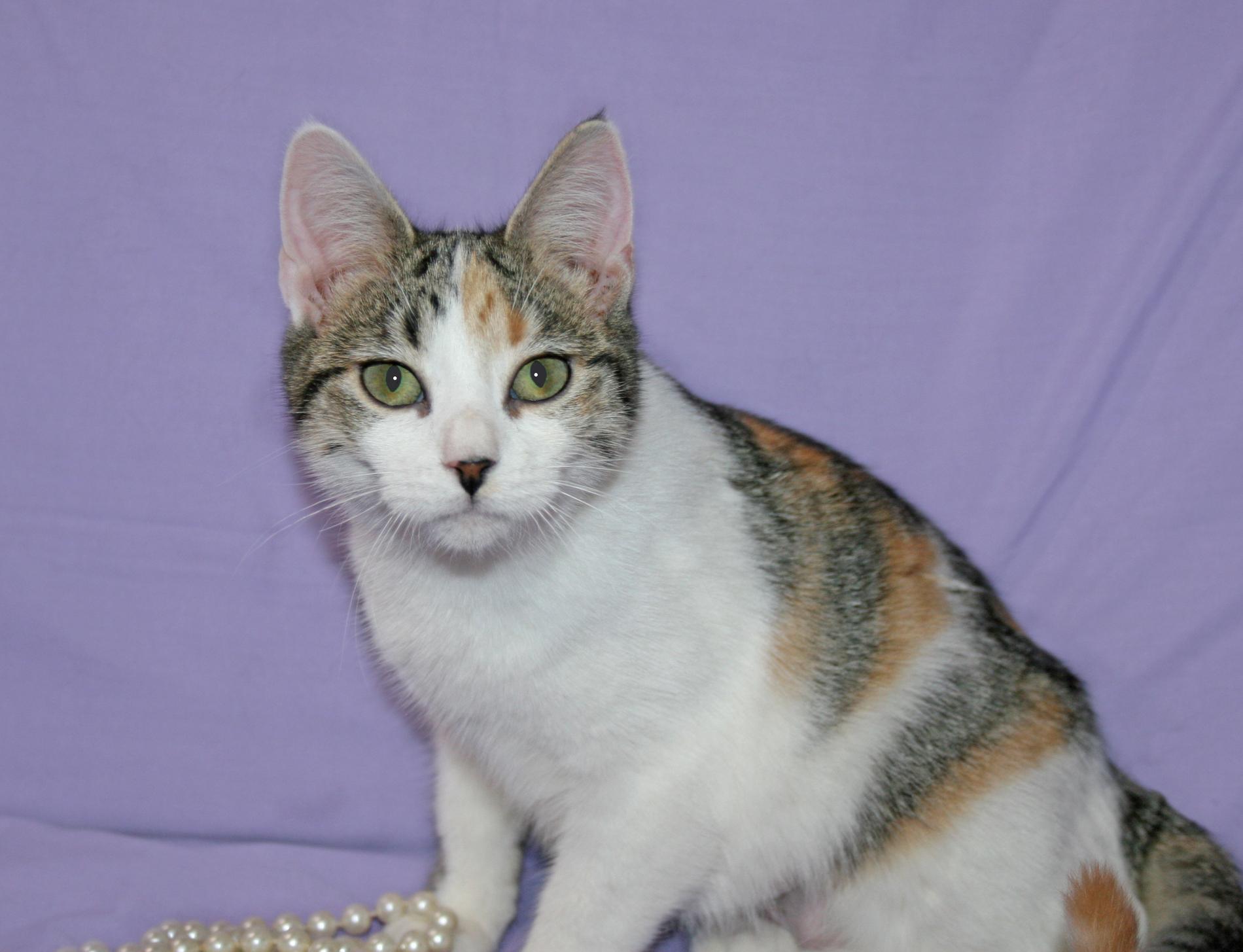 Enlarge Soleil, a Adoptable mixed breed in Victoria, MN image 4/4