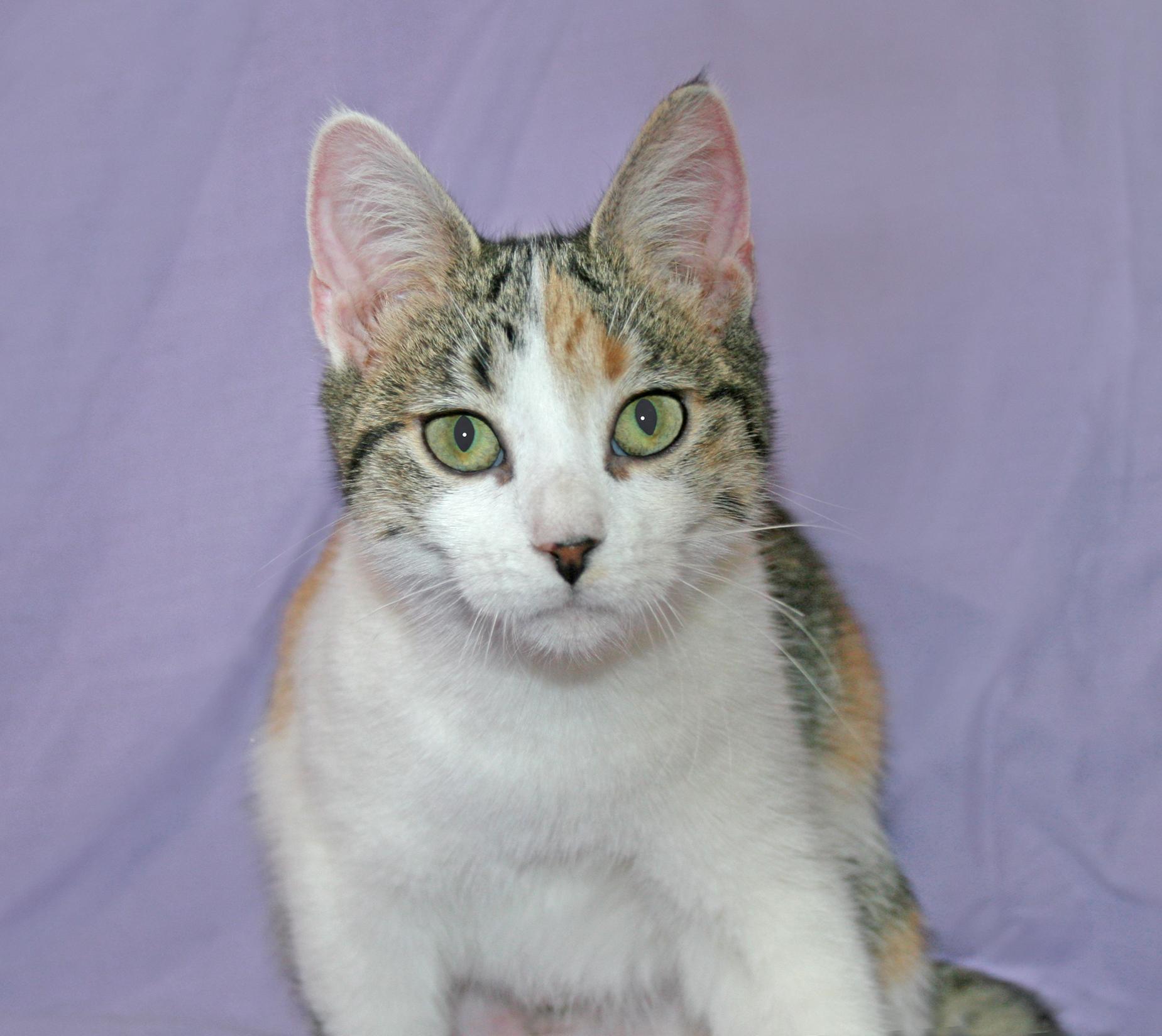 Enlarge Soleil, a Adoptable mixed breed in Victoria, MN image 3/4
