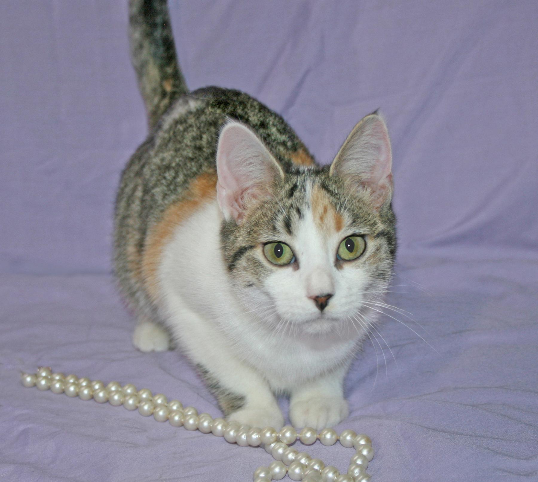 Soleil, Adoptable, Kitten Female Domestic Short Hair & Tabby.