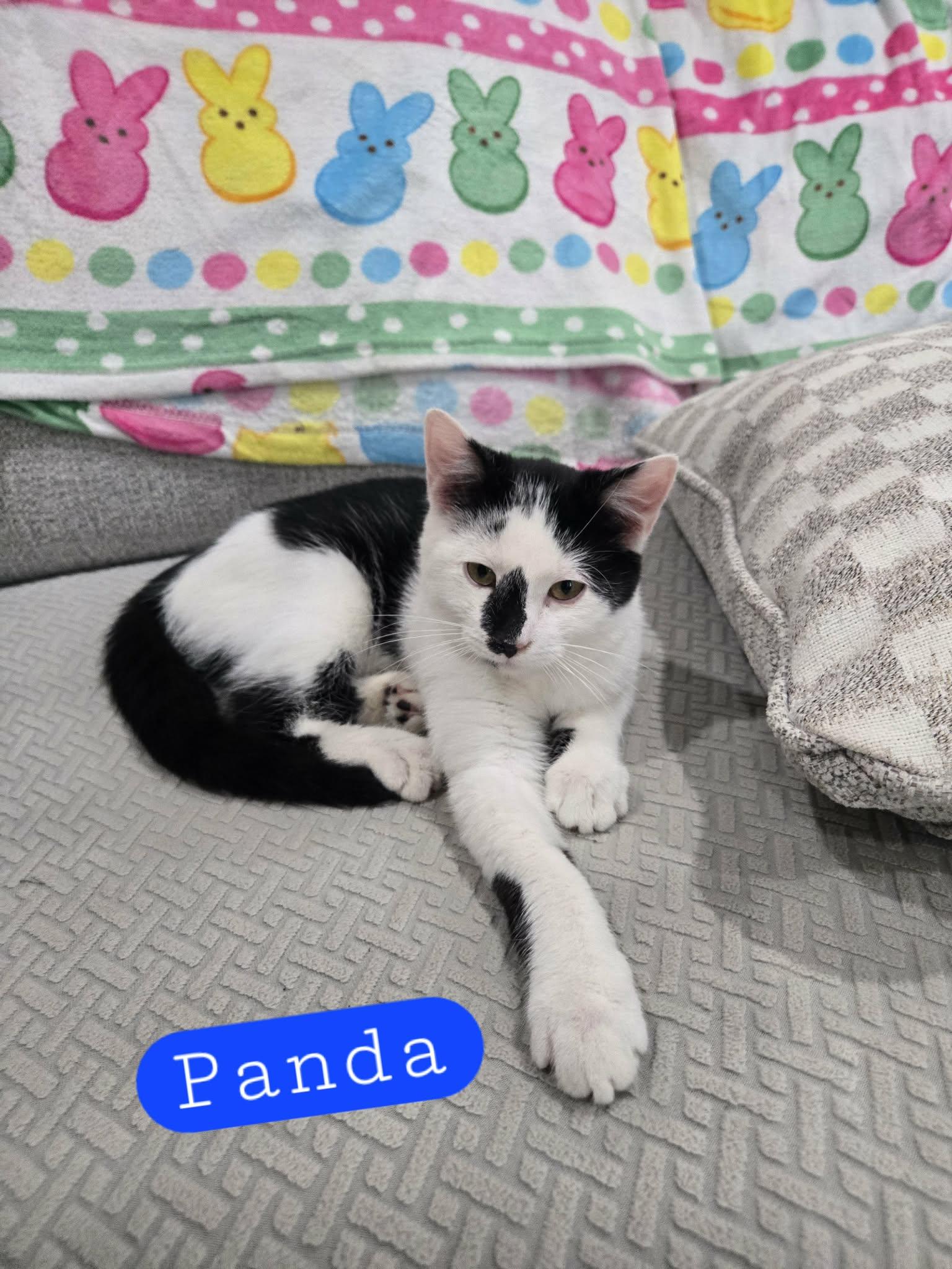 Enlarge Panda, an adopted Domestic Short Hair in oxford, PA image 1/1