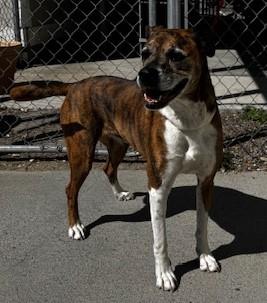 Enlarge Butters/43418741, a ADOPTABLE mixed breed in Elko, NV image 1/1