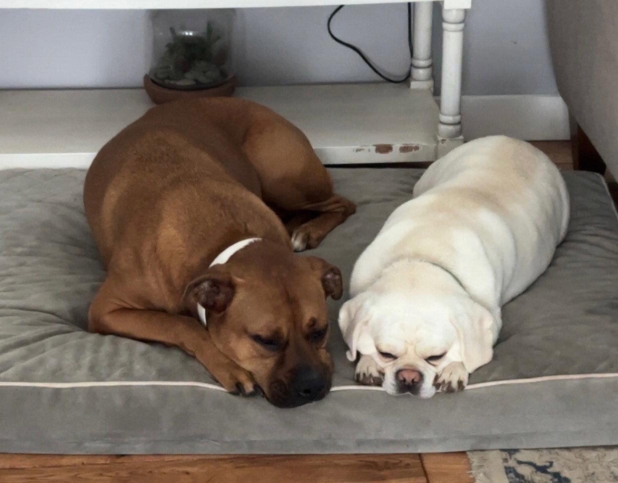 Bruno *Bonded to Chase* Foster needed, Adoptable, Adult Male Pug & Beagle.