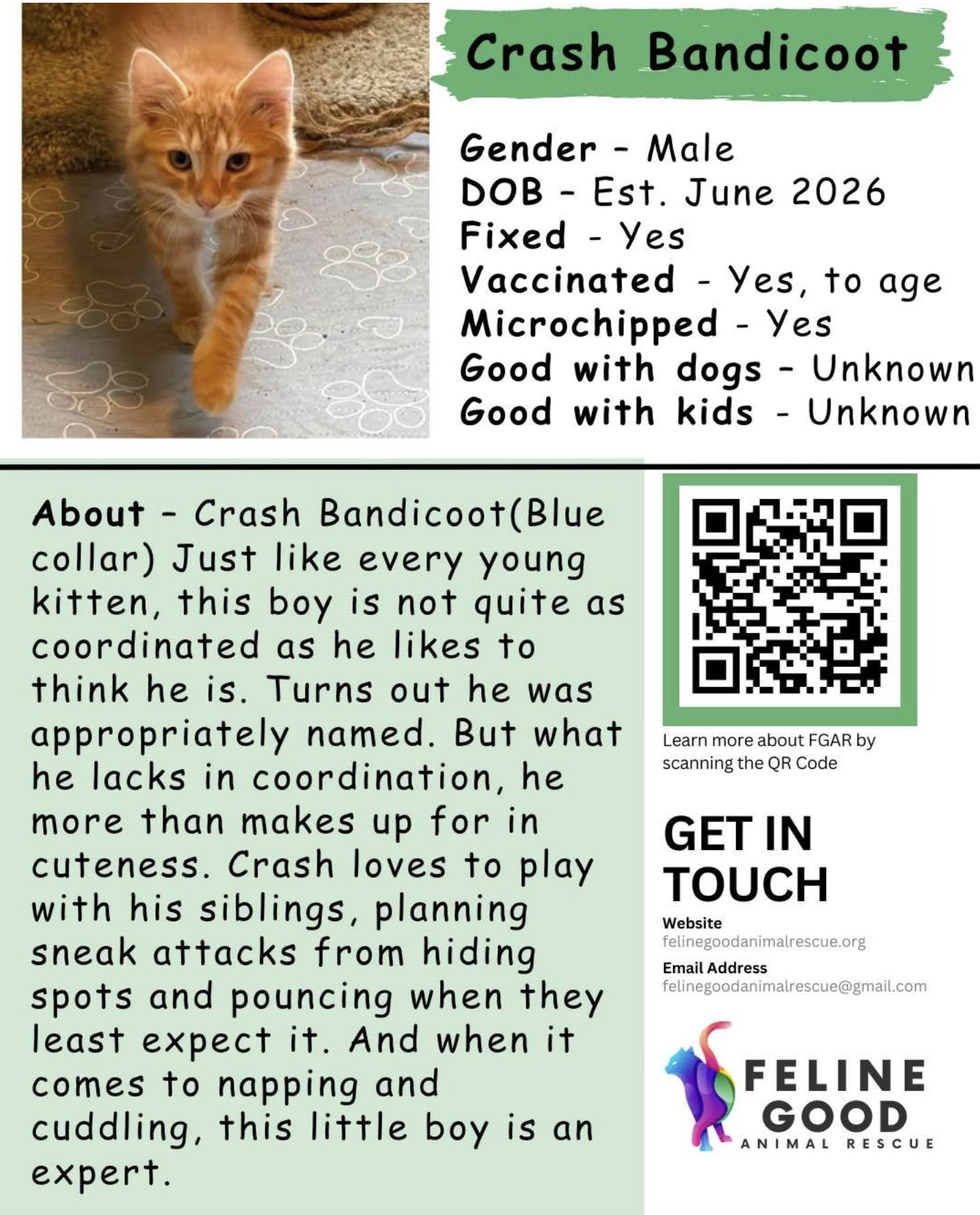 Enlarge Crash Bandicoot, an adopted Domestic Long Hair in Eugene, OR image 4/4