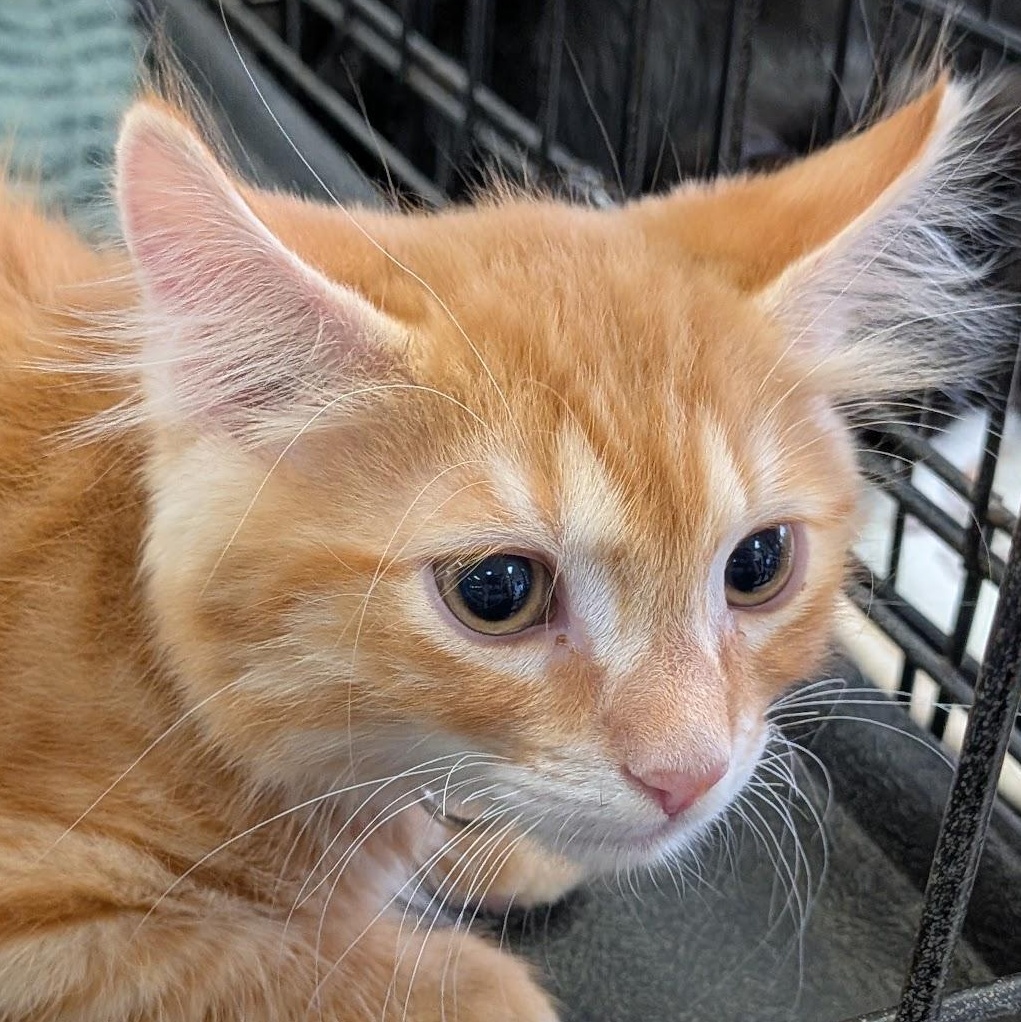Enlarge Crash Bandicoot, an adopted Domestic Long Hair in Eugene, OR image 1/4