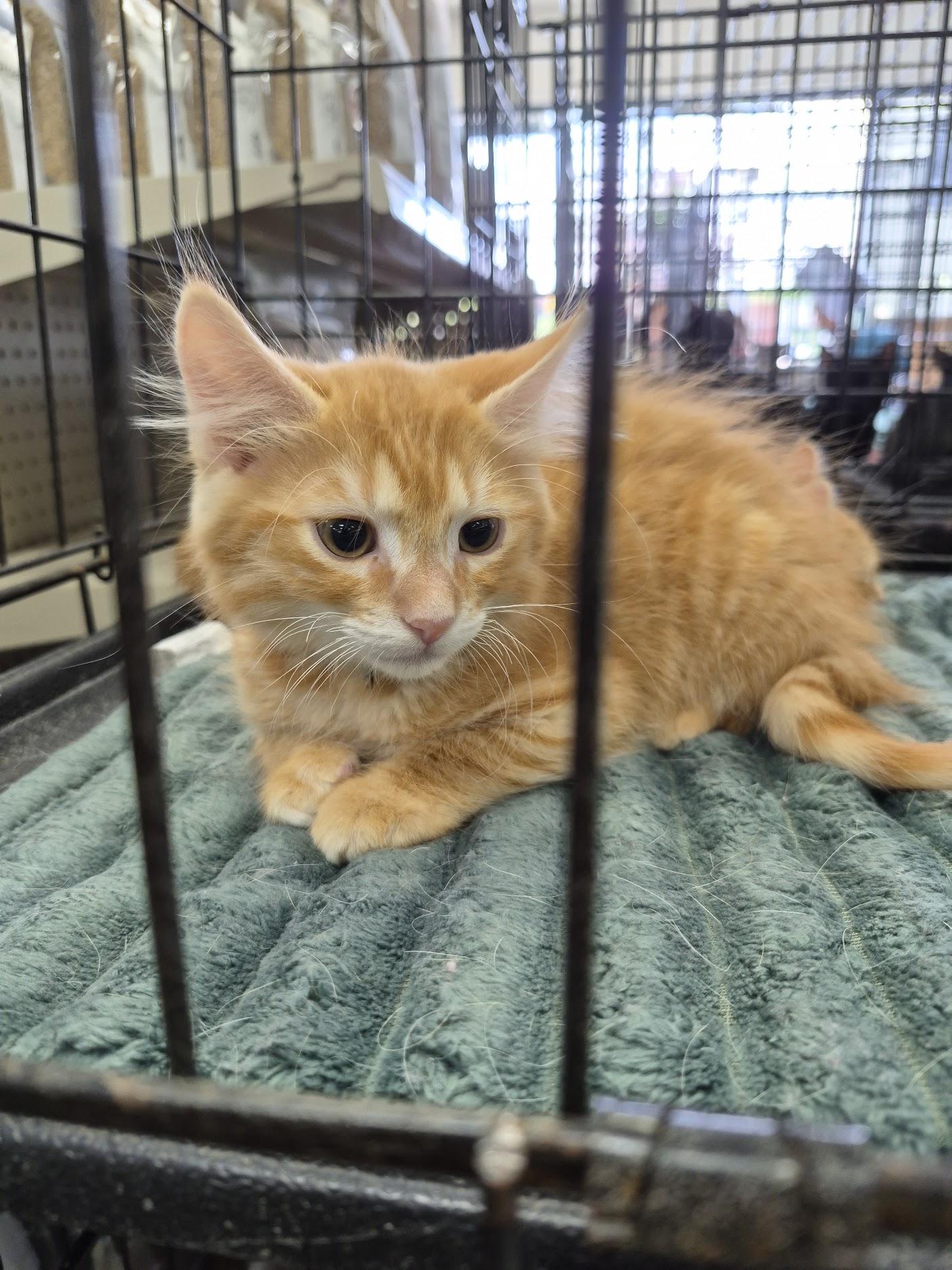Enlarge Crash Bandicoot, an adopted Domestic Long Hair in Eugene, OR image 2/4