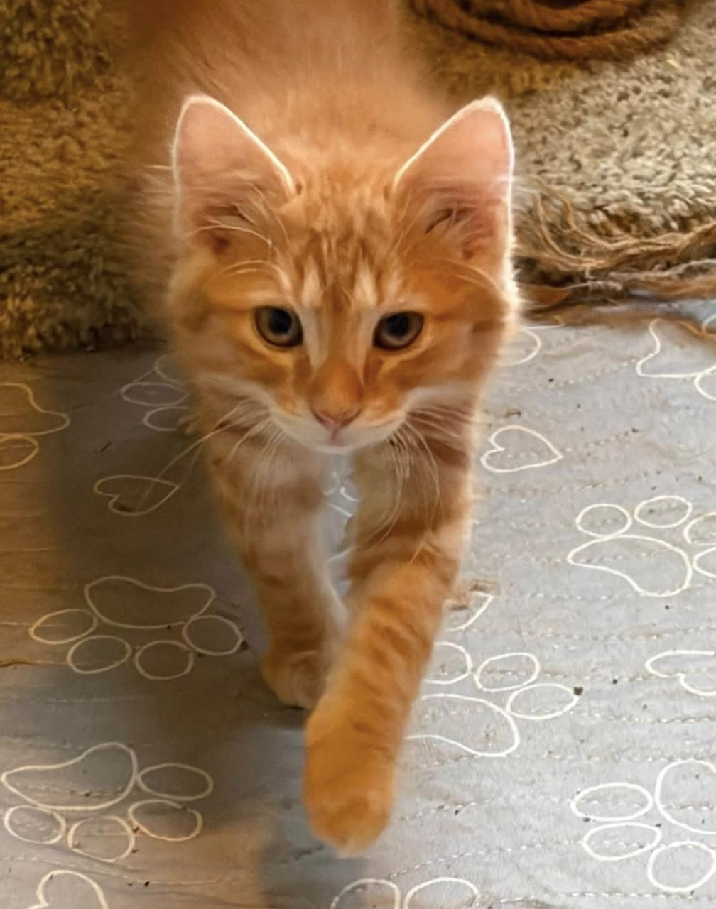 Enlarge Crash Bandicoot, an adopted Domestic Long Hair in Eugene, OR image 3/4