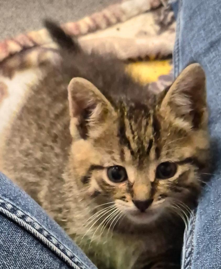 Enlarge Franklin, an adopted Domestic Short Hair in Tomah, WI image 1/1