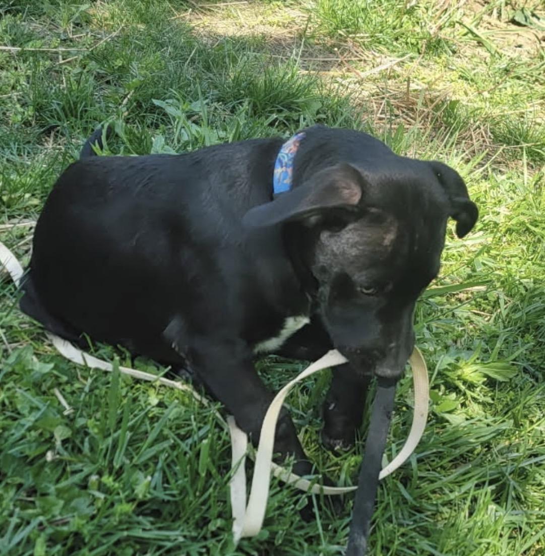 Enlarge Cocoa, an adopted Mixed Breed in Maineville, OH image 5/5