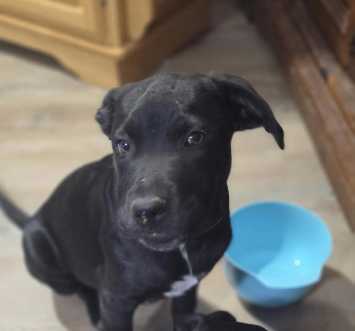 Cocoa, adopted, Puppy Male Mixed Breed.