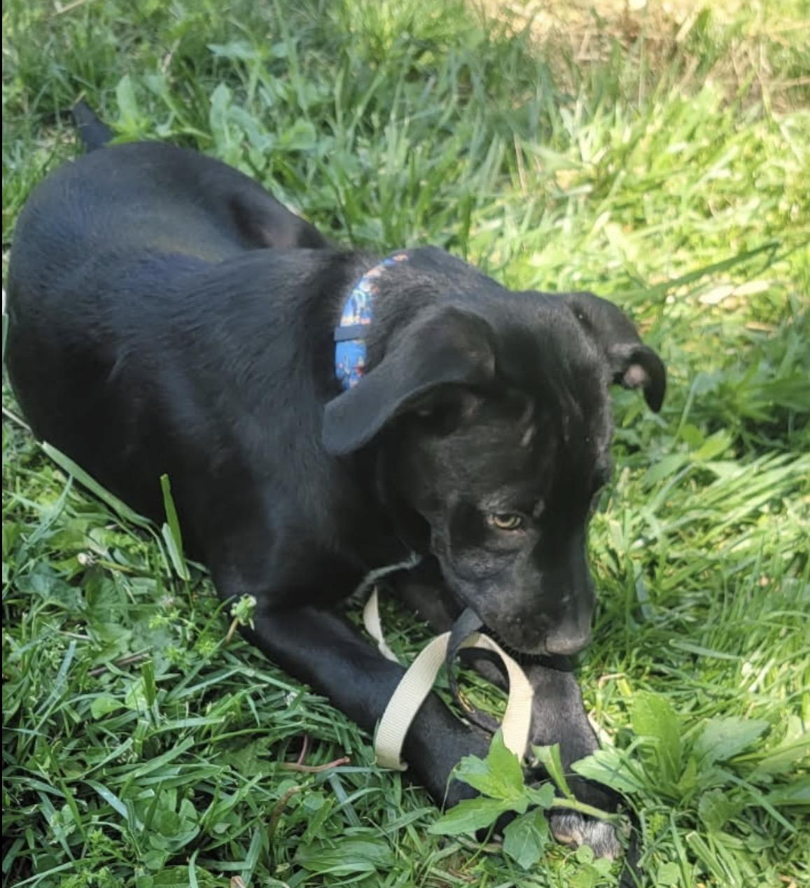 Enlarge Cocoa, an adopted Mixed Breed in Maineville, OH image 3/5